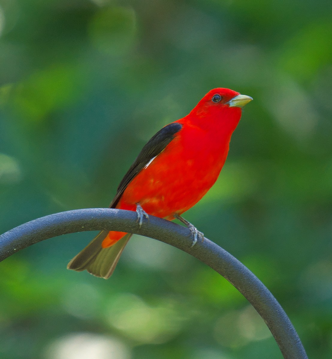 Scarlet Tanager - ML620266299