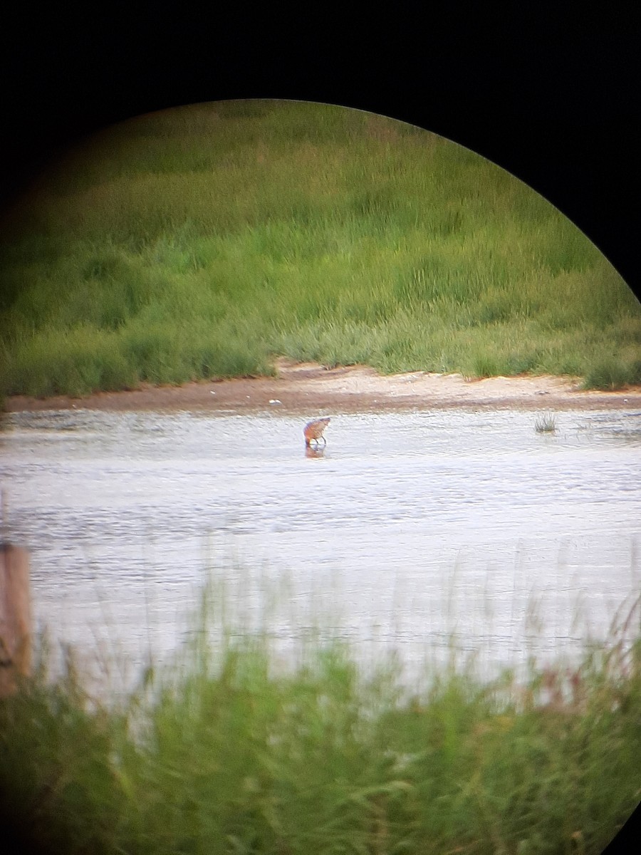 Black-tailed Godwit - ML620266300