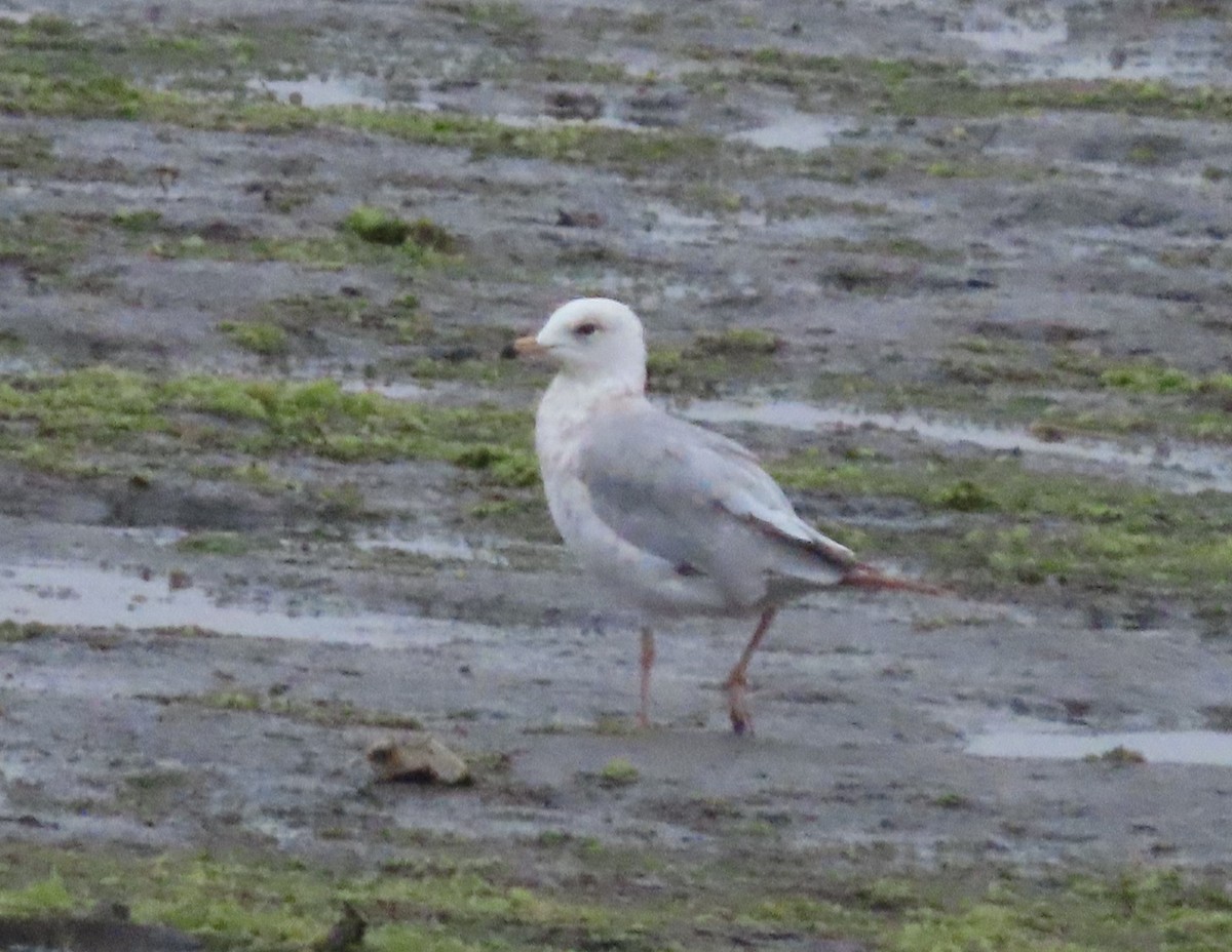 Ring-billed Gull - ML620266301