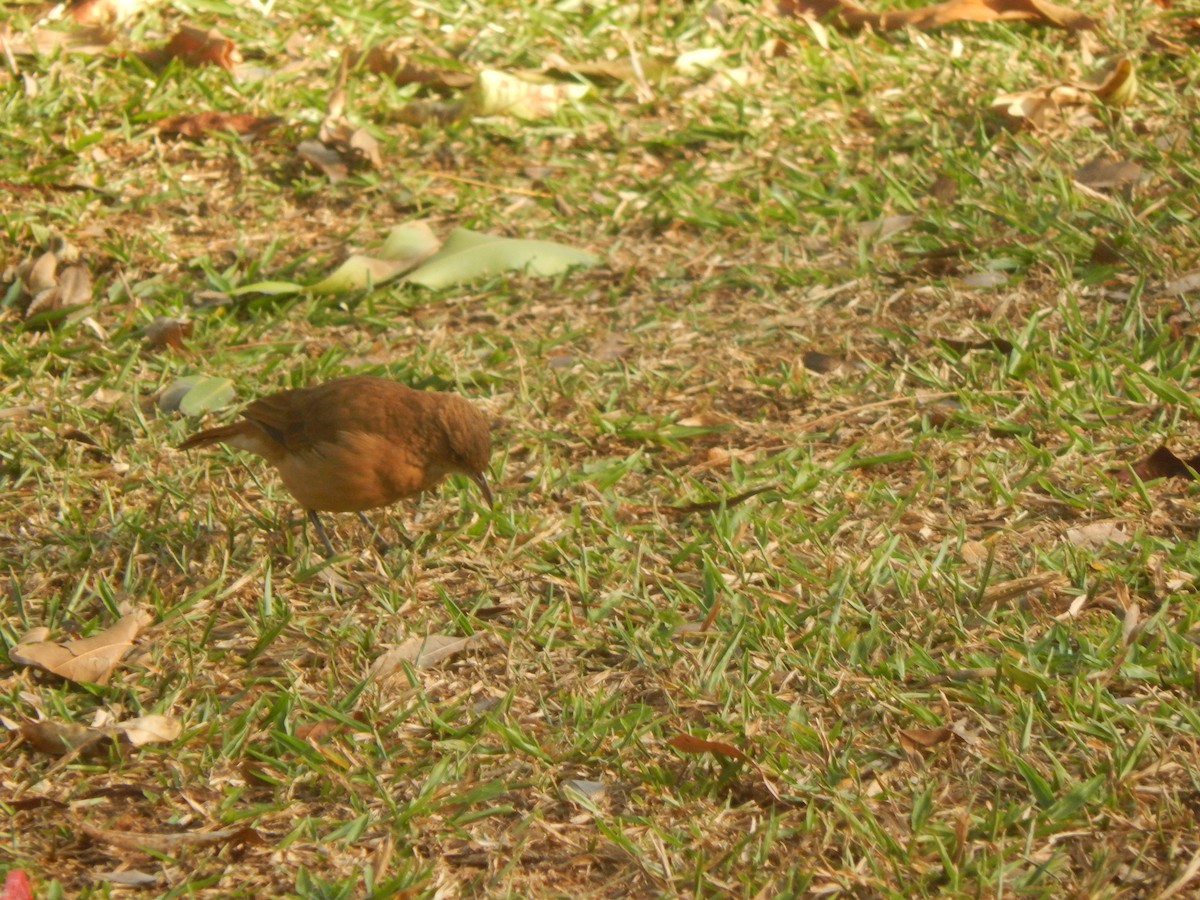 Rufous Hornero - ML620266302