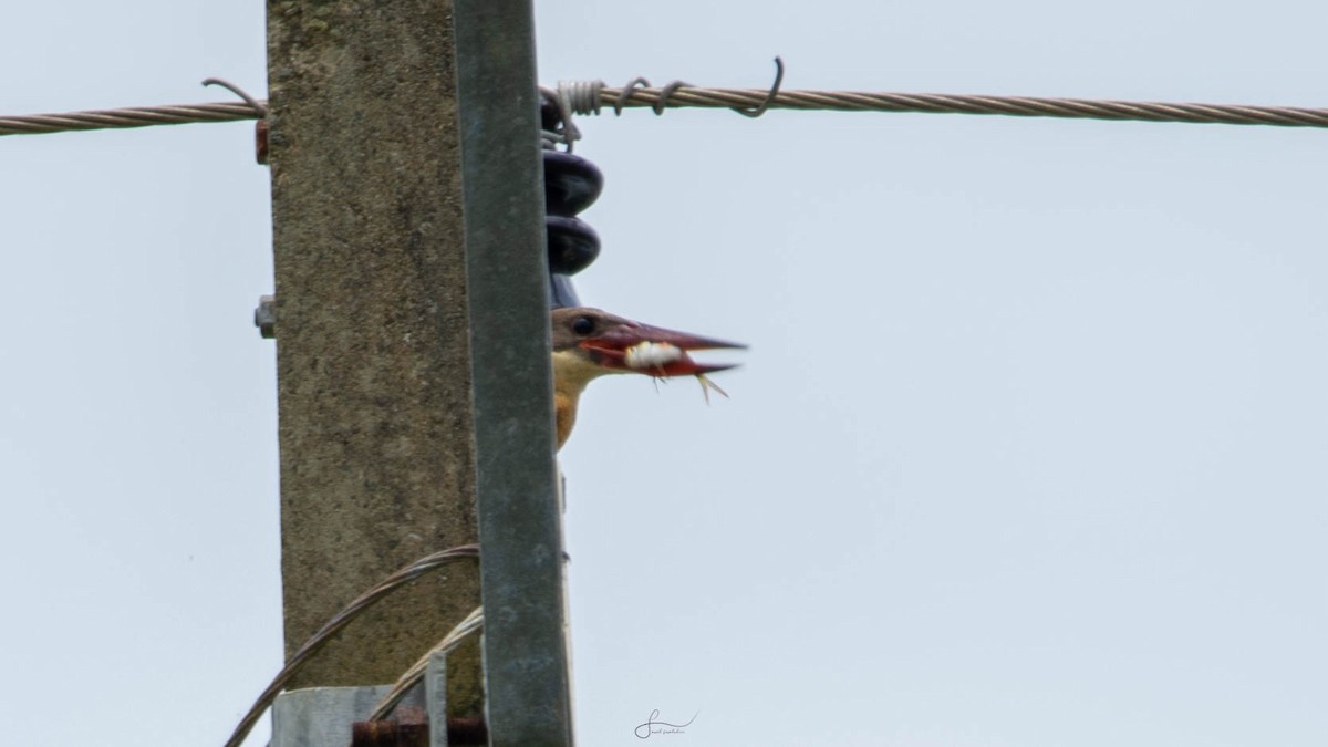 Stork-billed Kingfisher - ML620266305