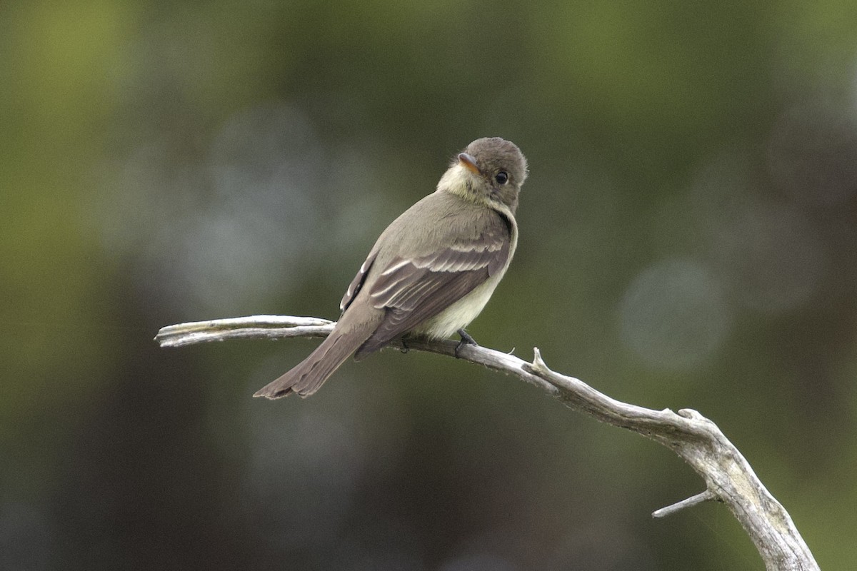 Eastern Wood-Pewee - ML620266311