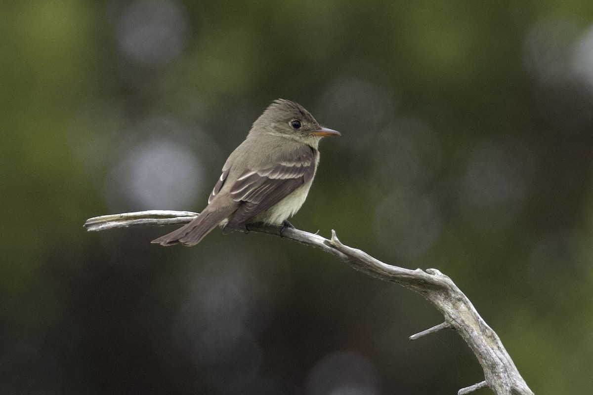 Eastern Wood-Pewee - ML620266312