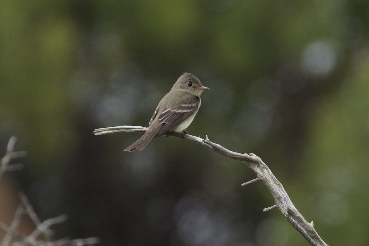 Eastern Wood-Pewee - ML620266314