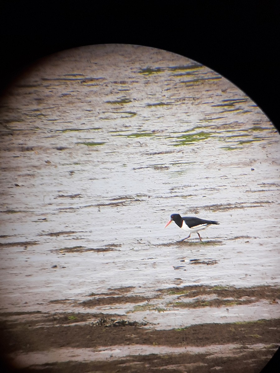 Eurasian Oystercatcher - ML620266317