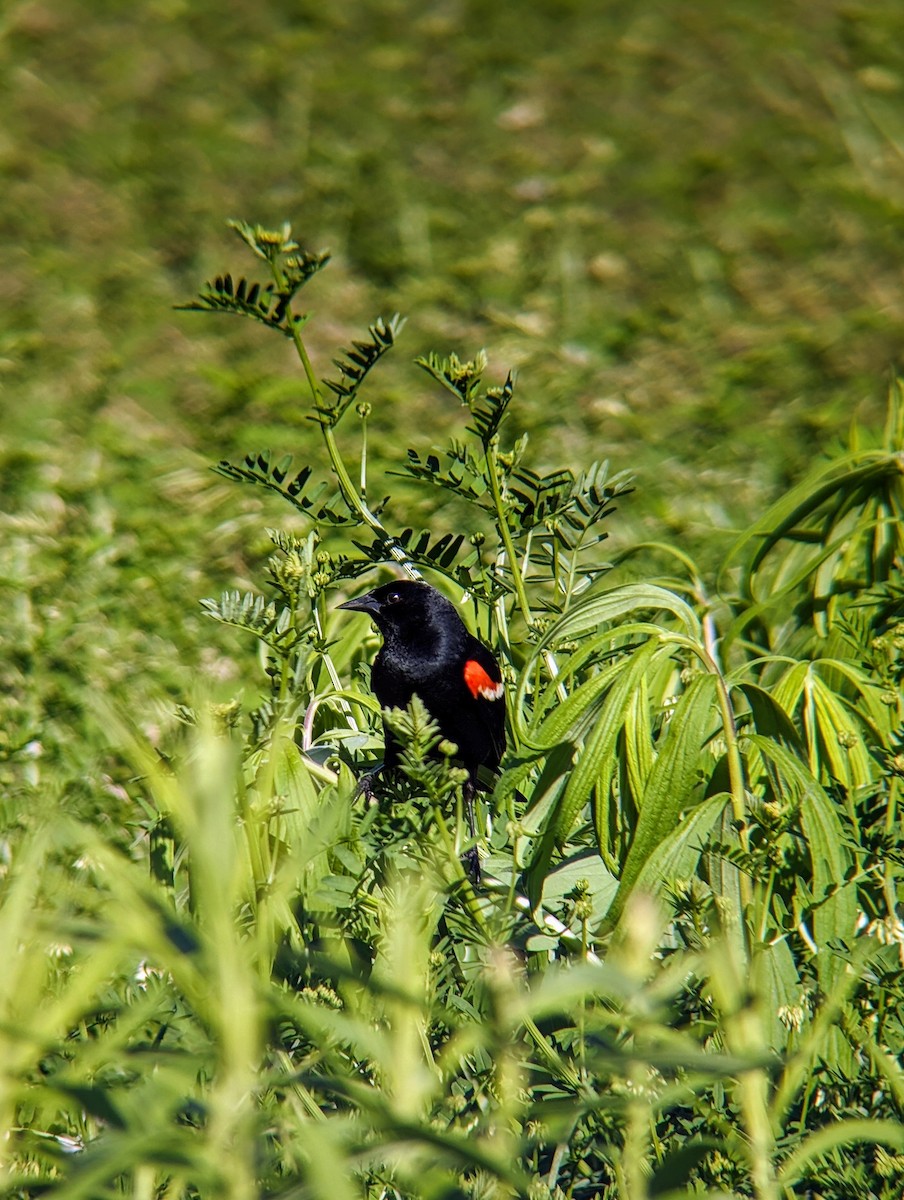 Red-winged Blackbird - ML620266324