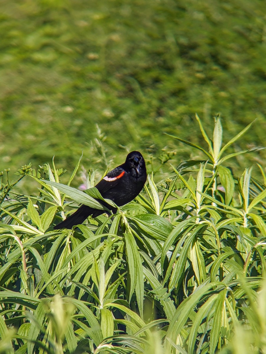 Red-winged Blackbird - ML620266325