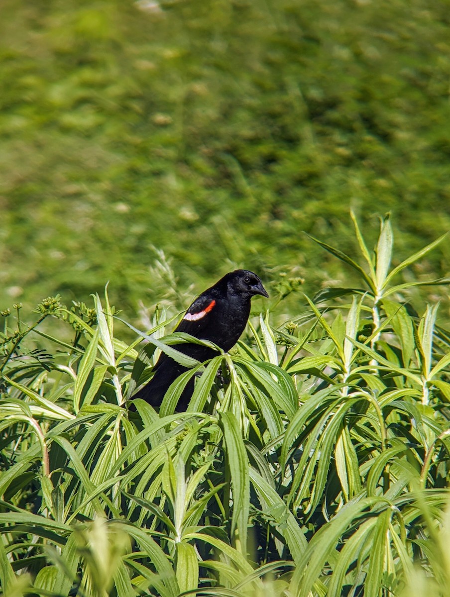 Red-winged Blackbird - ML620266326