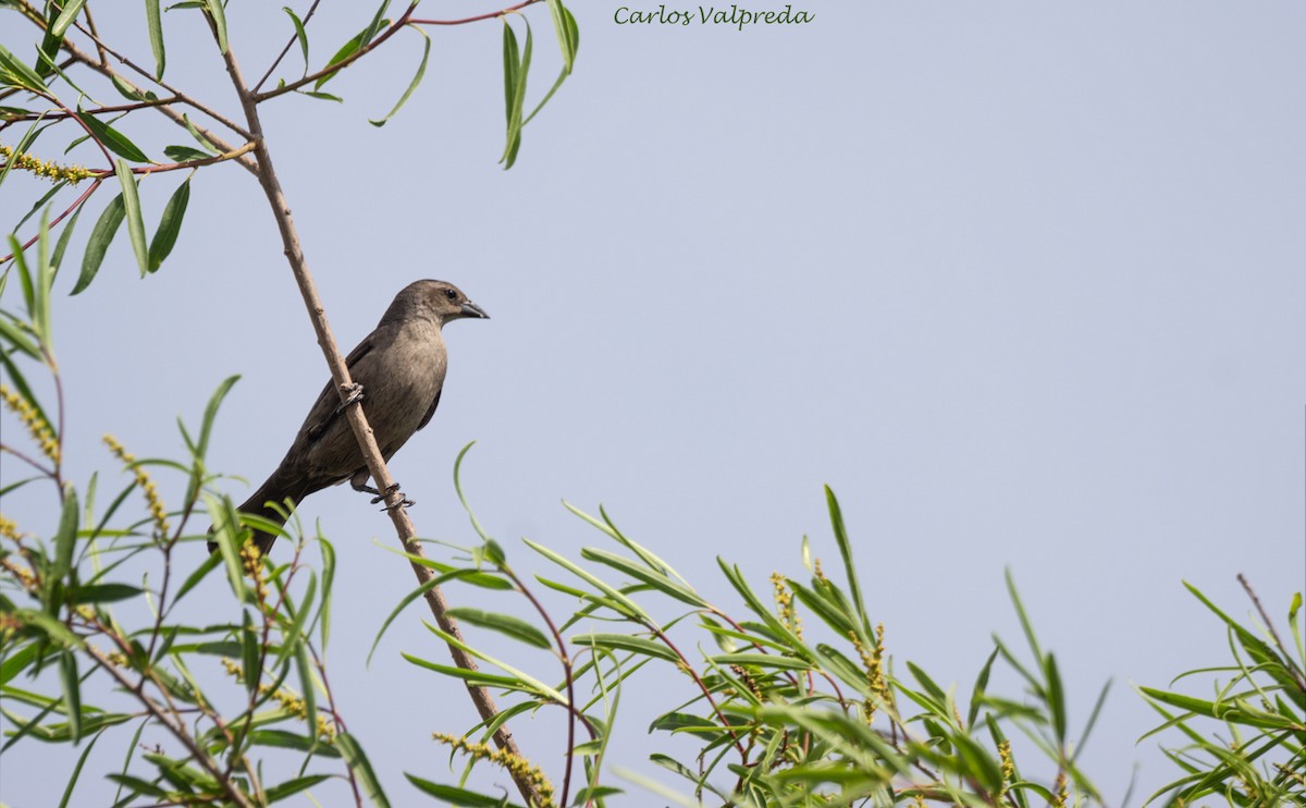 Tordo Renegrido - ML620266328