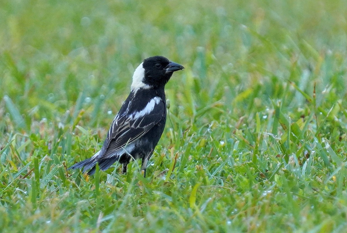 bobolink - ML620266332