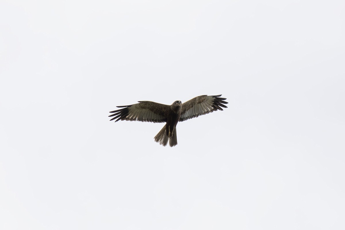 Western Marsh Harrier - ML620266337