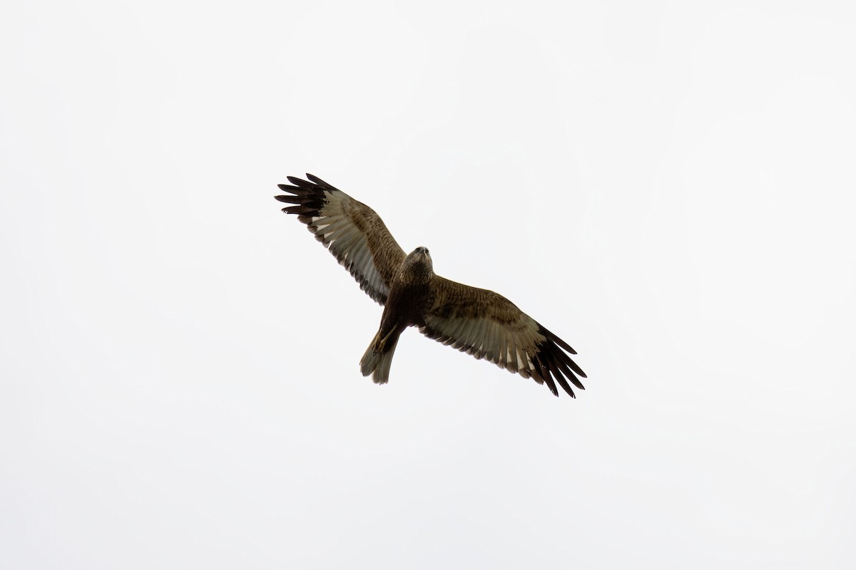 Western Marsh Harrier - ML620266339