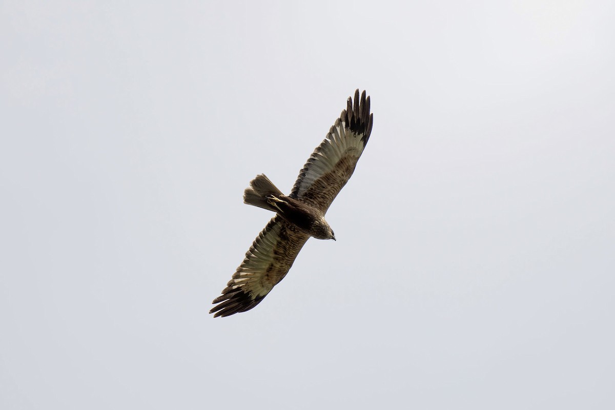 Western Marsh Harrier - ML620266340