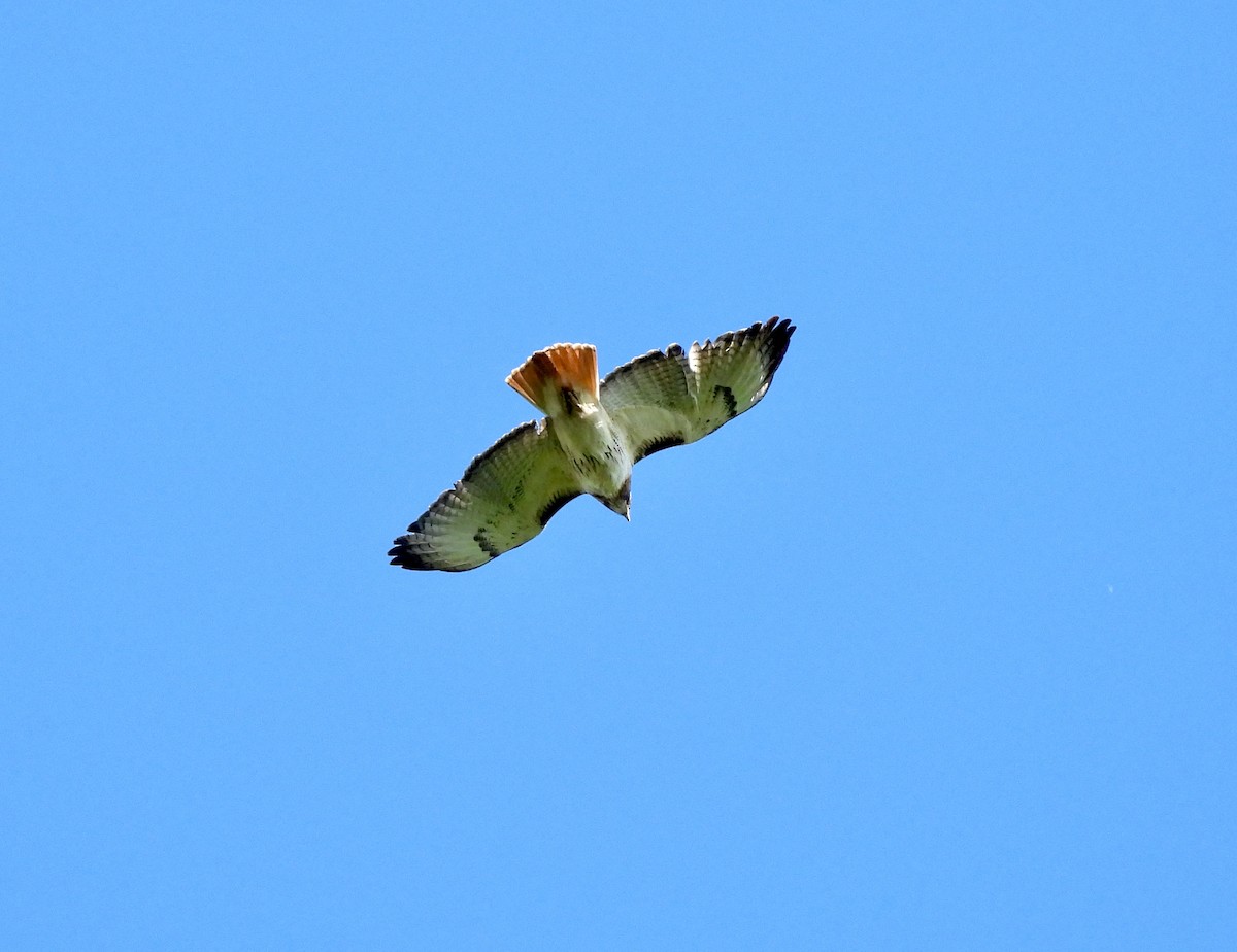 Red-tailed Hawk - ML620266347