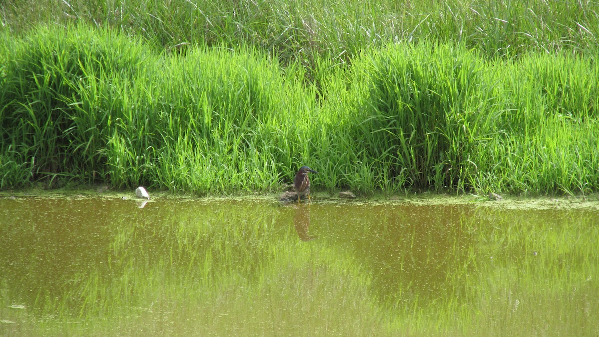 Green Heron - ML620266357