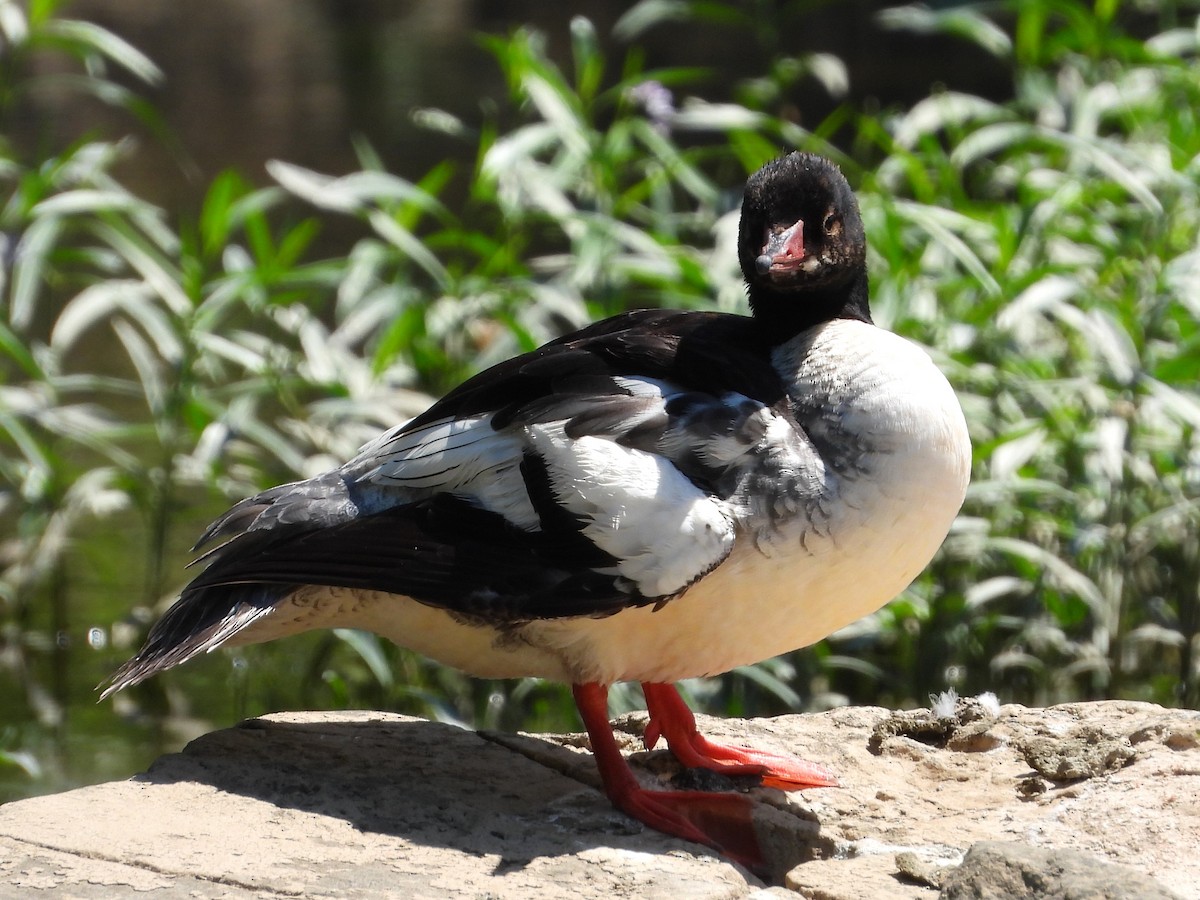 Common Merganser - Mike Cianciosi