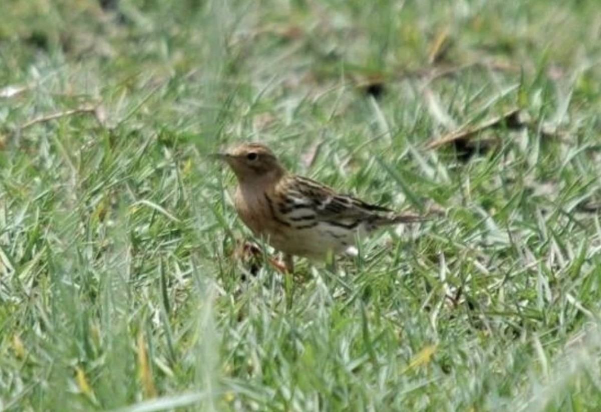 Red-throated Pipit - ML620266375