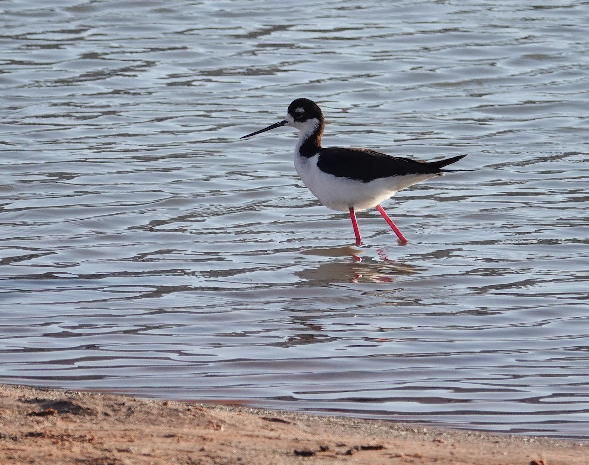 Black-necked Stilt - ML620266379