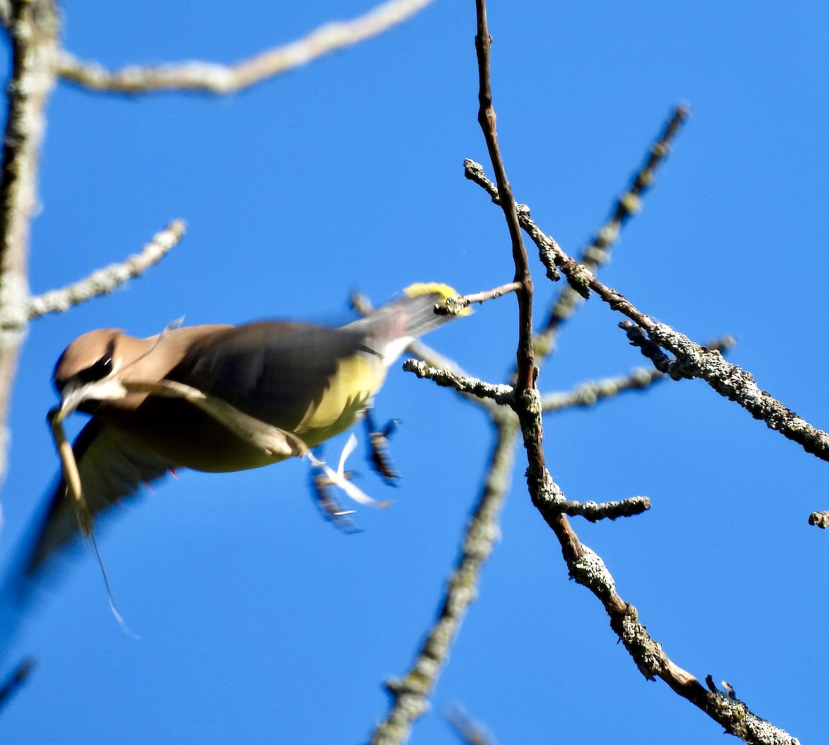 Cedar Waxwing - ML620266380