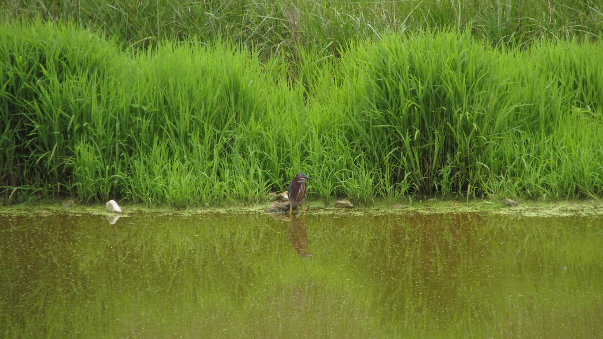 Green Heron - ML620266385