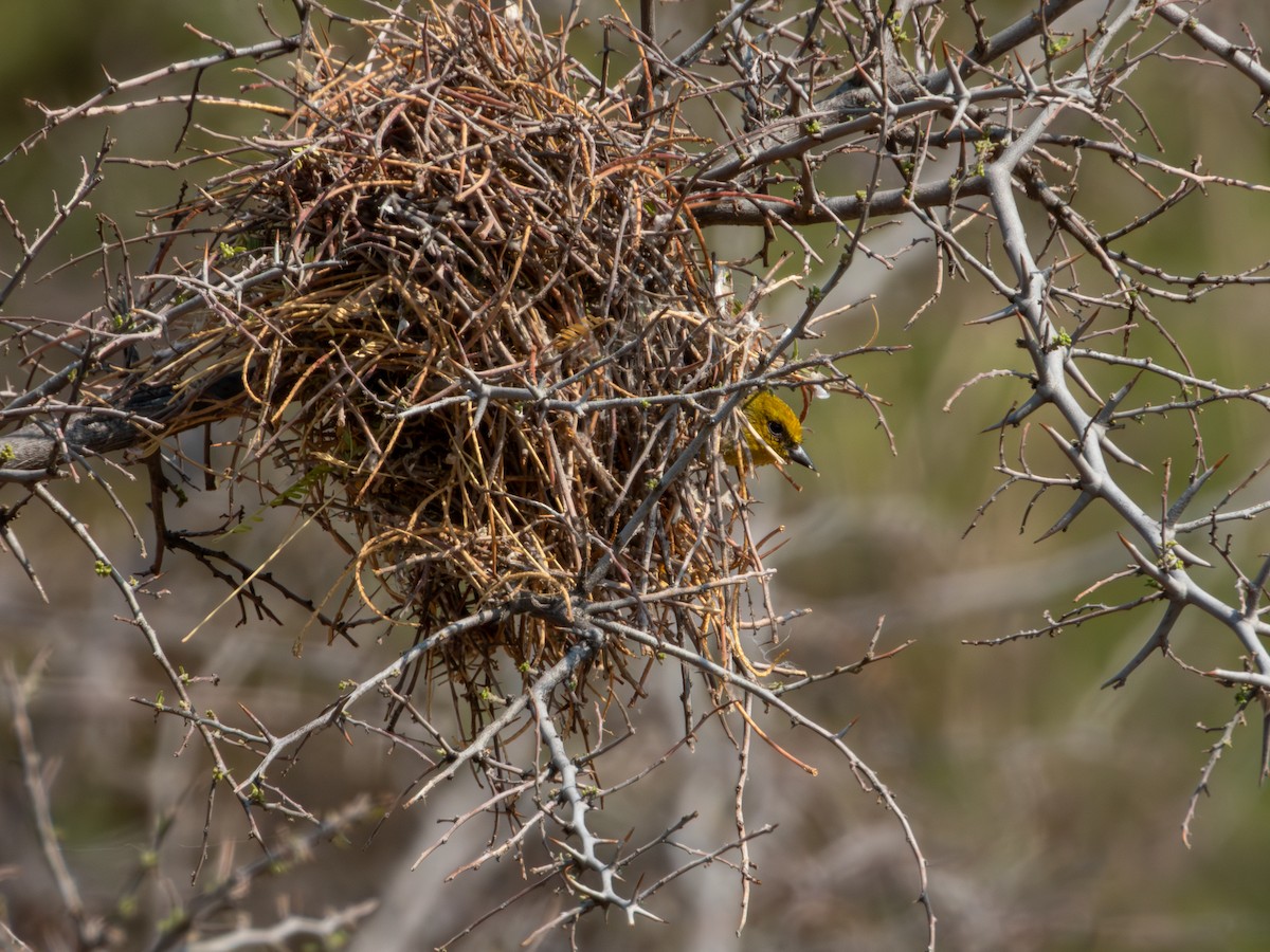 Verdin - ML620266390