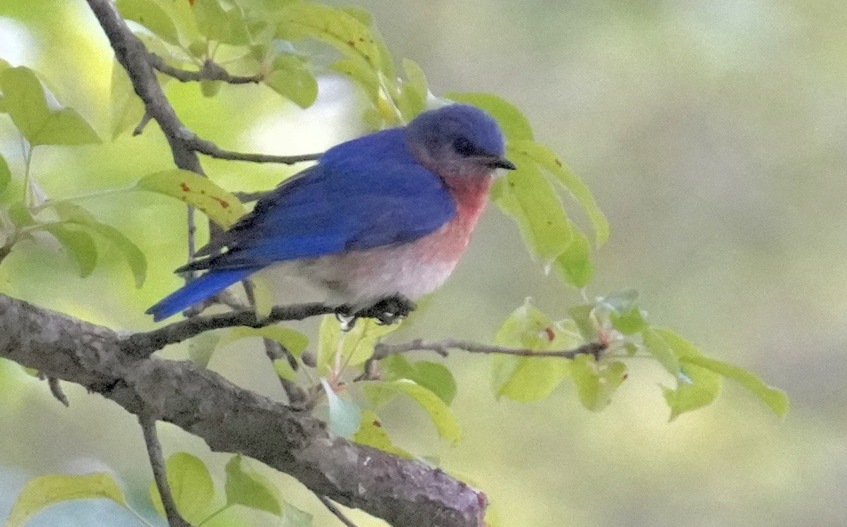 Eastern Bluebird - ML620266393