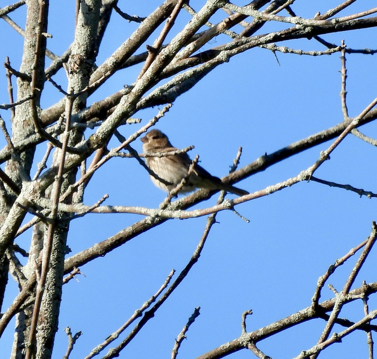 House Finch - ML620266394