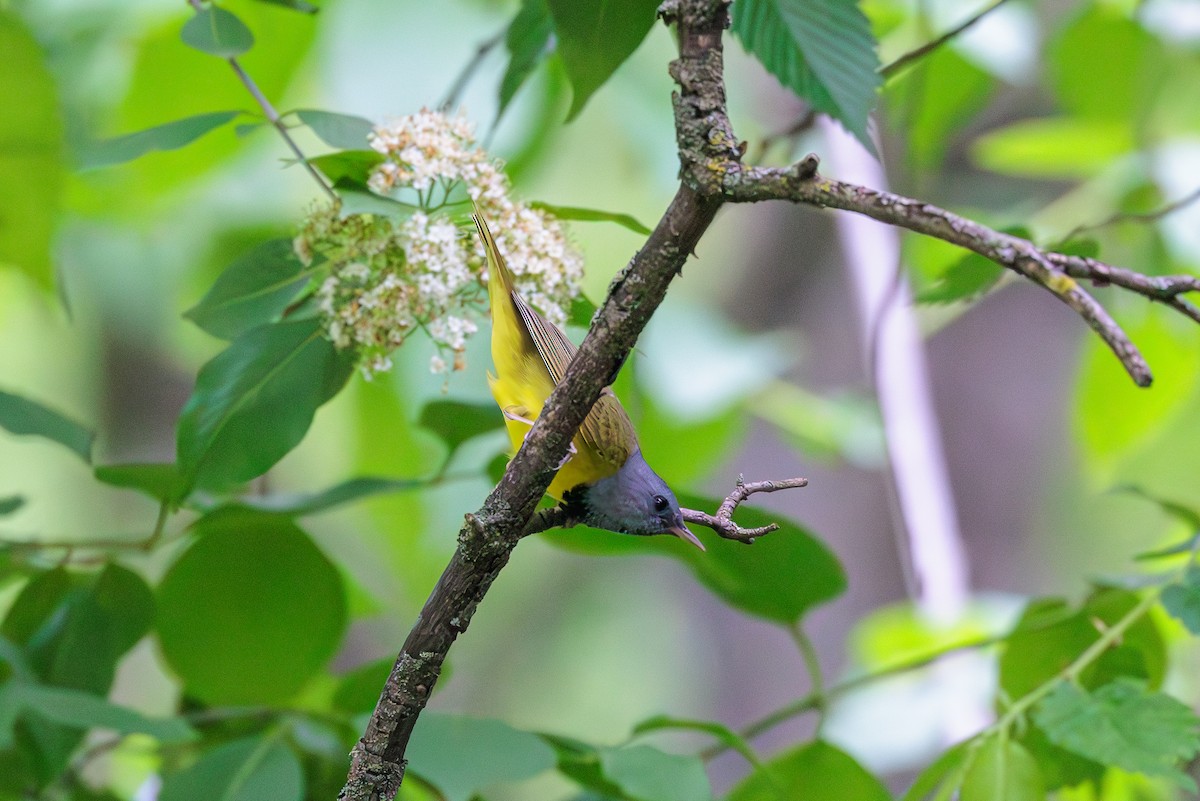 Mourning Warbler - ML620266398