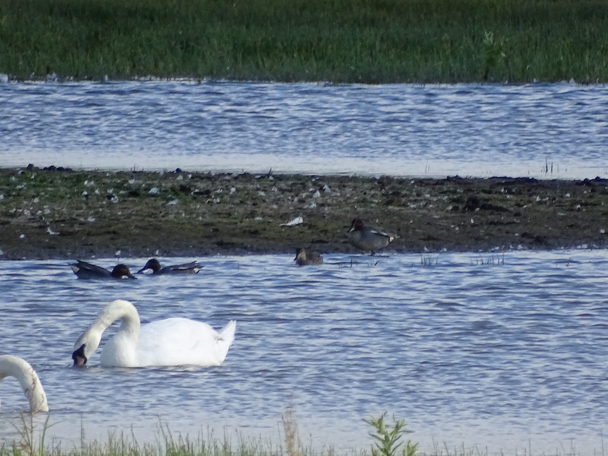 Green-winged Teal - ML620266399