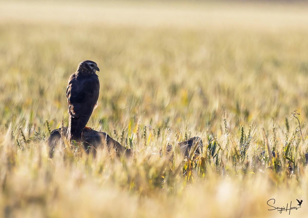 Montagu's Harrier - ML620266403