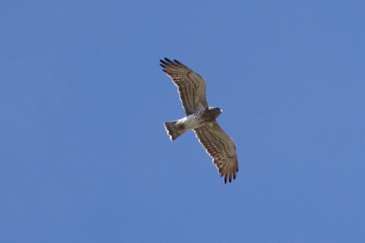 Short-toed Snake-Eagle - ML620266407