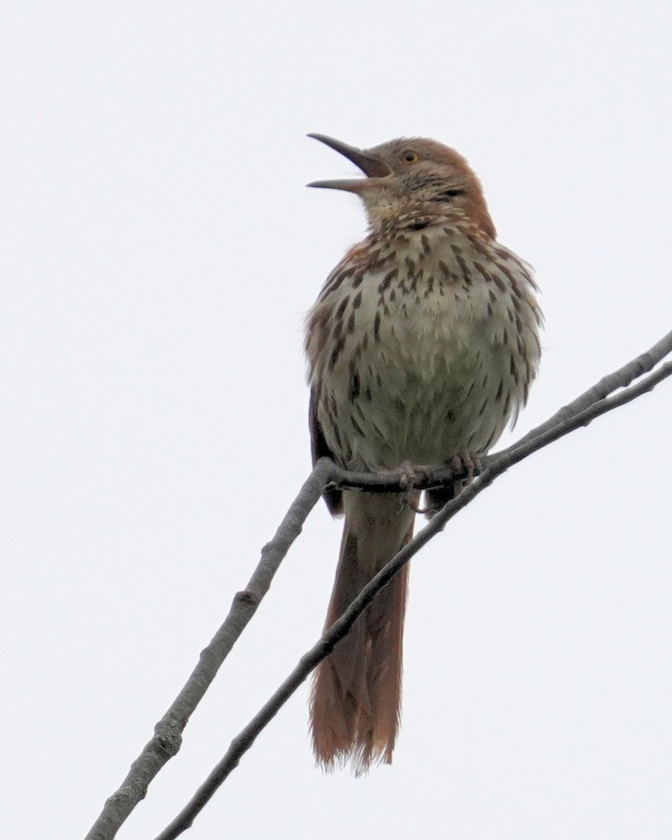 Brown Thrasher - ML620266408