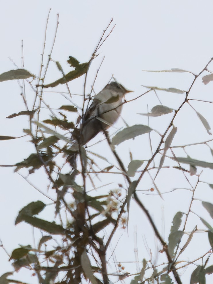 Eastern Wood-Pewee - ML620266409