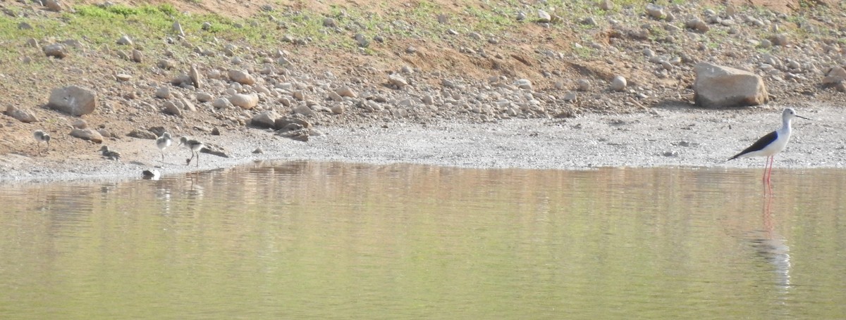 Black-winged Stilt - ML620266412