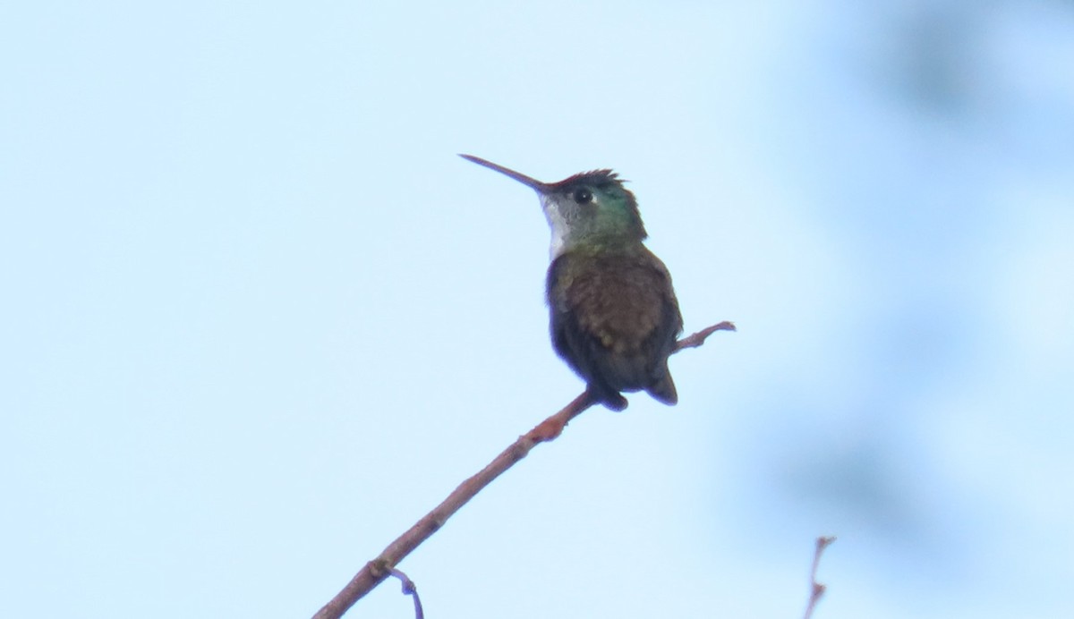 kolibřík azurovotemenný - ML620266415
