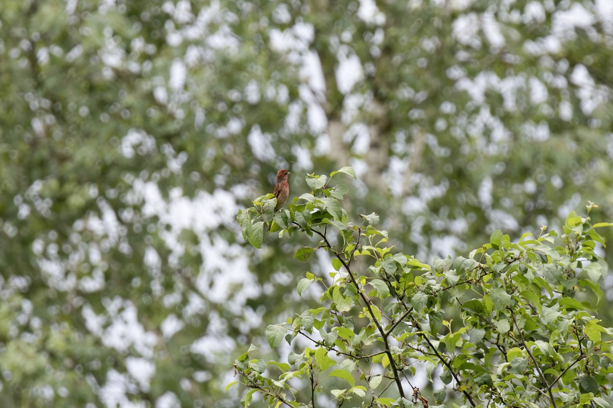 Common Rosefinch - ML620266419