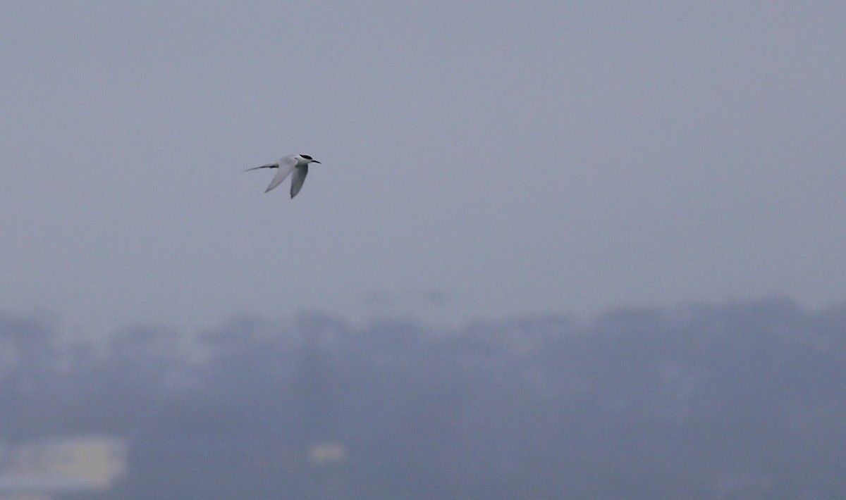 White-fronted Tern - Oliver Burton