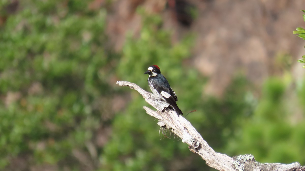 Acorn Woodpecker - ML620266435