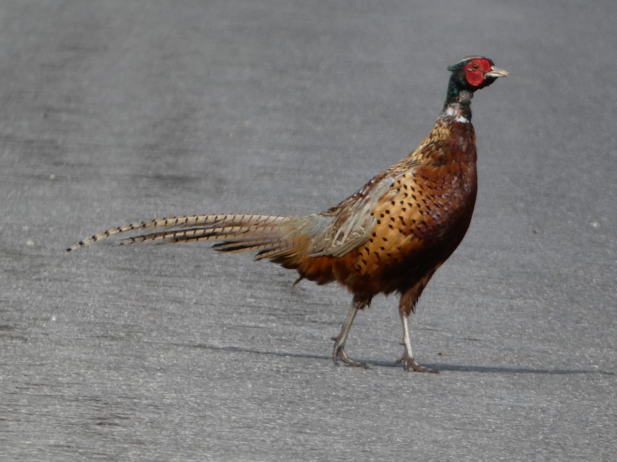 Ring-necked Pheasant - ML620266437