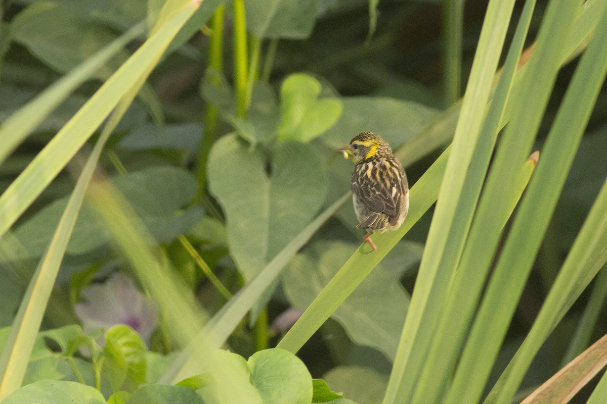 Streaked Weaver - ML620266441