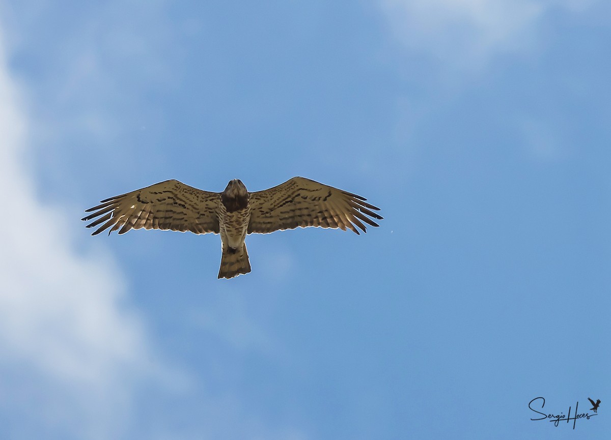 Short-toed Snake-Eagle - ML620266448