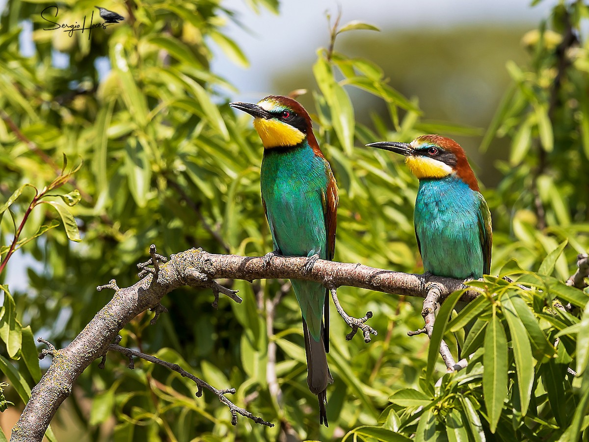 European Bee-eater - ML620266452