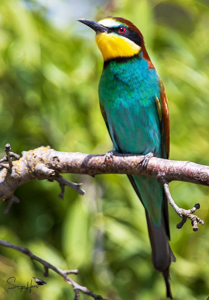 European Bee-eater - ML620266455