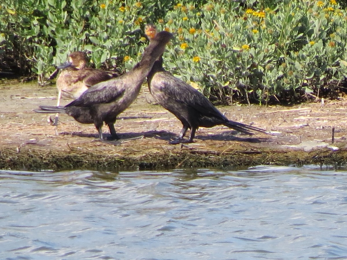 Greater Scaup - ML620266459