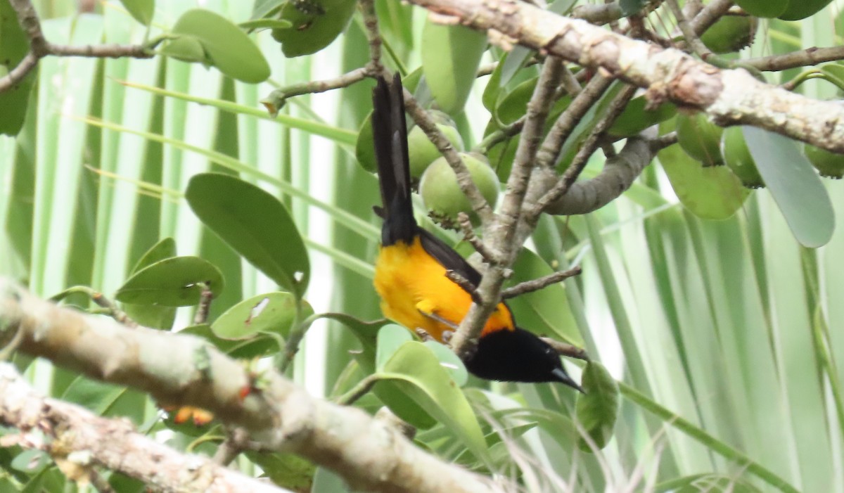 Black-vented Oriole - ML620266461