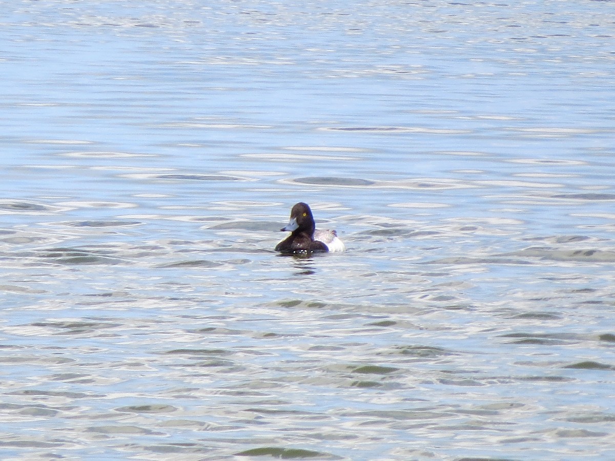 Lesser Scaup - ML620266473