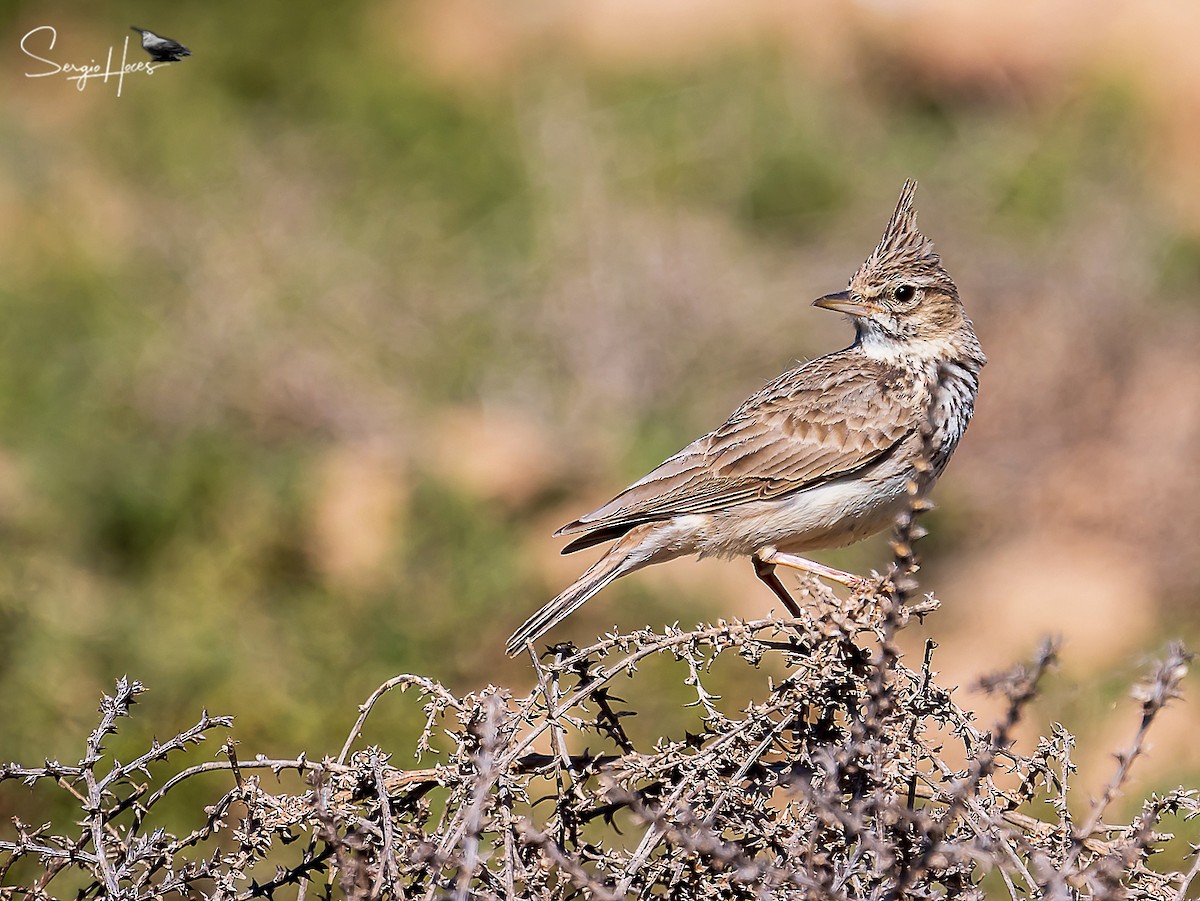 Crested Lark - Sergio Hoces lucena