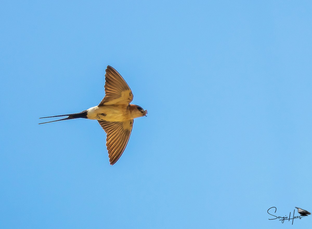 Red-rumped Swallow - ML620266477