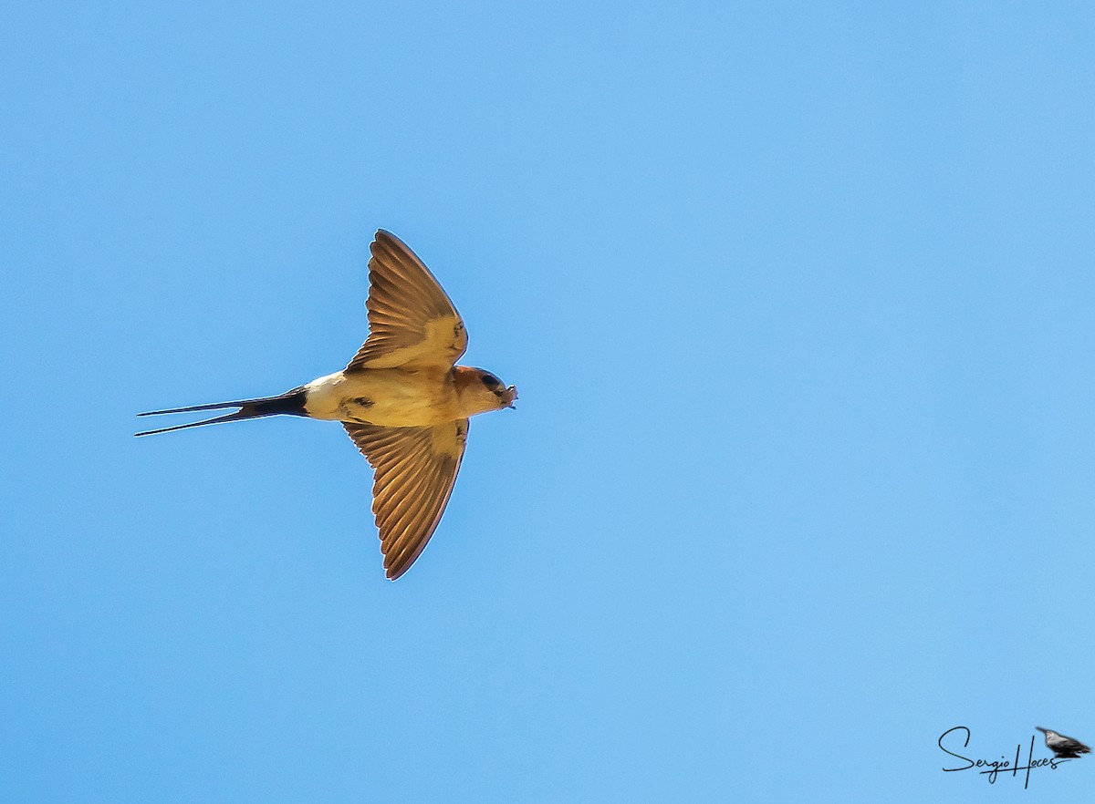 Golondrina Dáurica - ML620266477