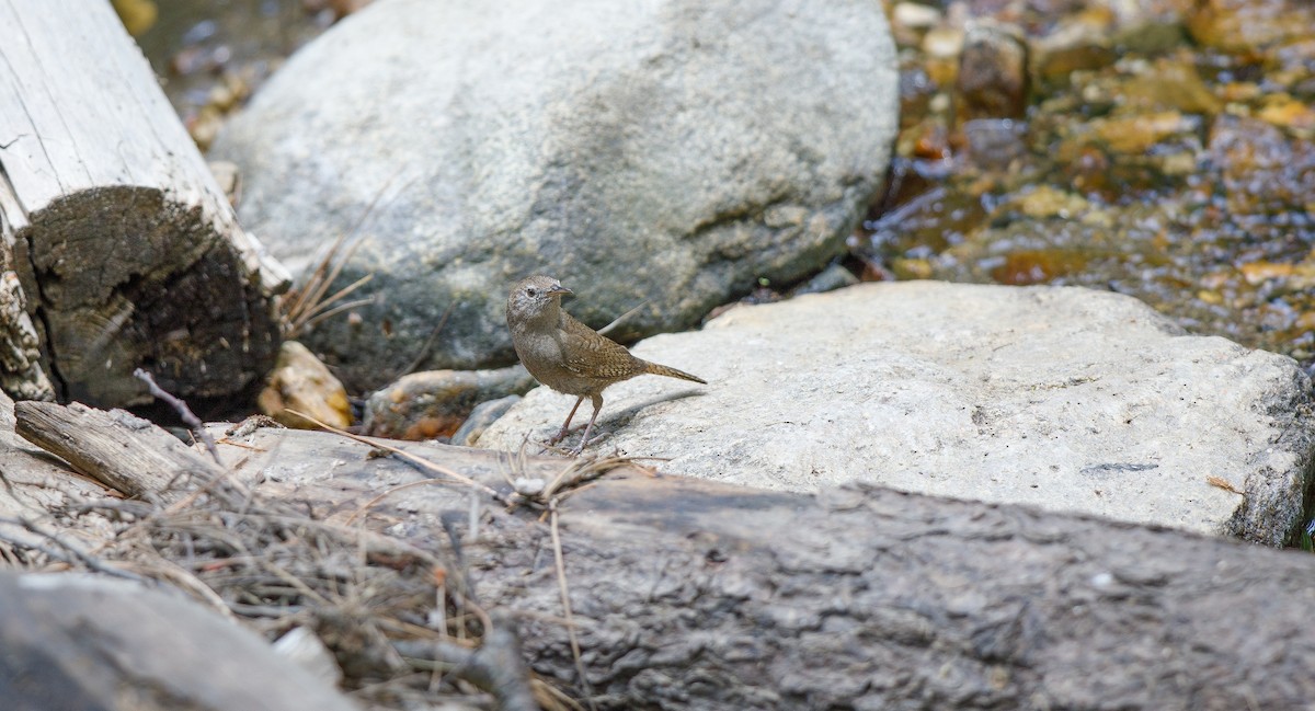 House Wren (Northern) - ML620266478